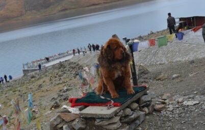 Tibetan Mastiff Dong