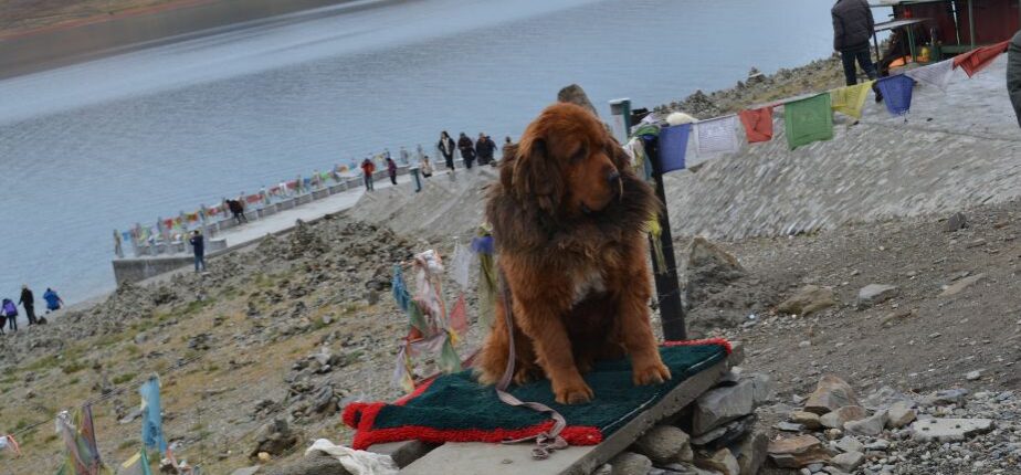 Tibetan Mastiff Dong