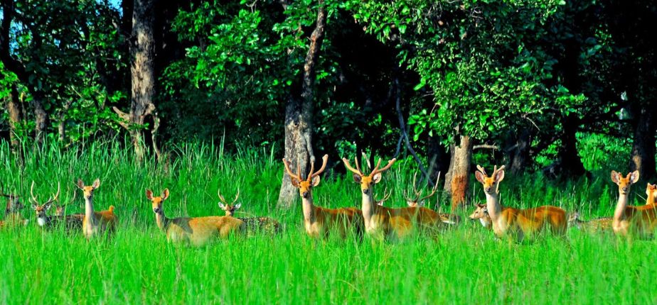 Chitwan National Park Jungle Safari, Grazing Deer